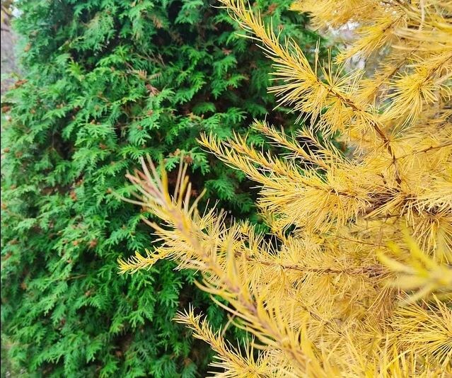туя и лиственница в октябре