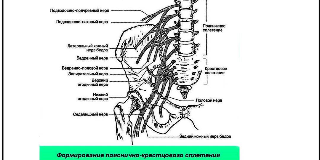 Поясничный остеохондроз: Почему болит не только поясница, а еще немеют бедра и боль простреливает по ноге до самой стопы.