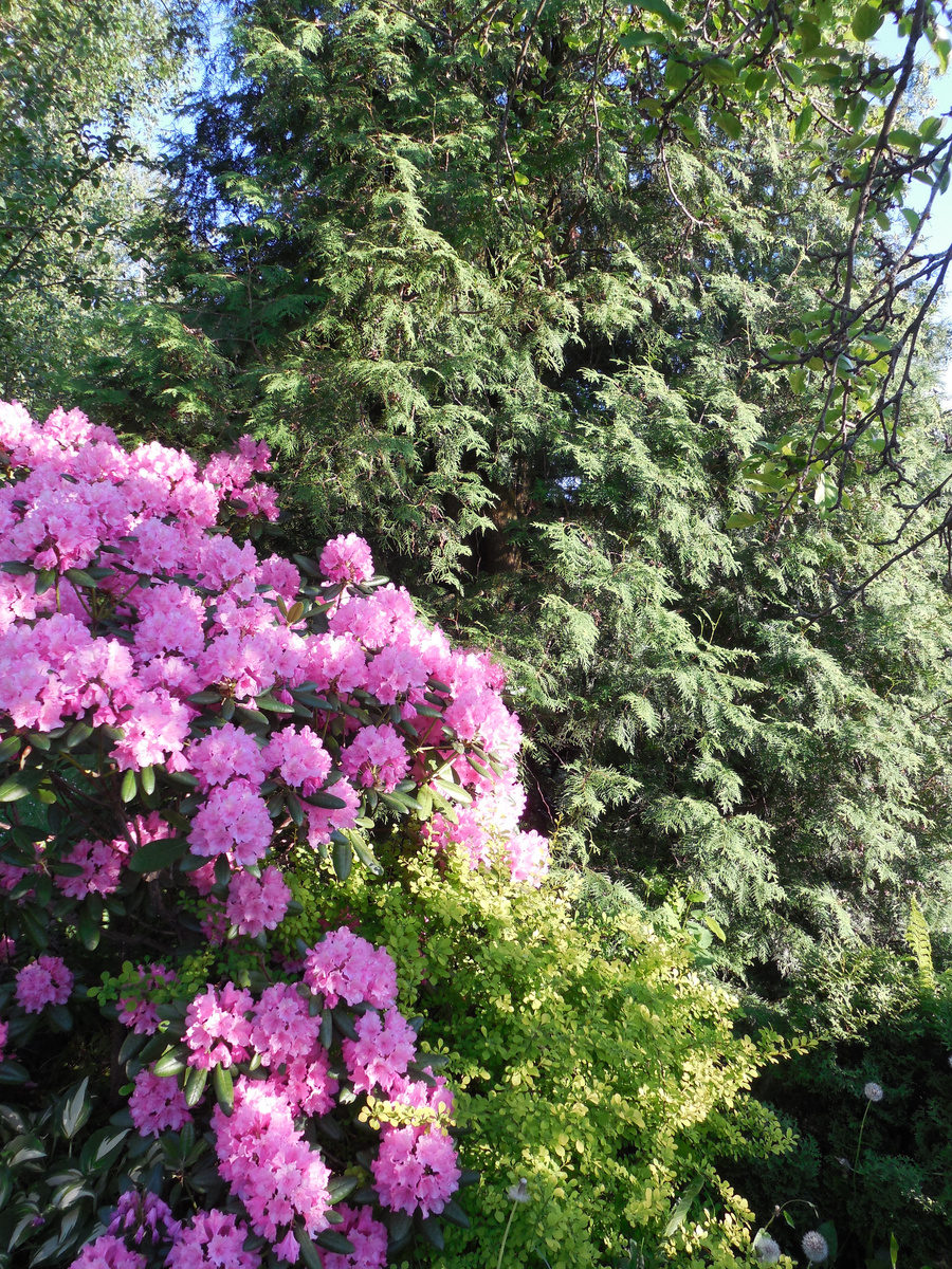Рододендрон Гаага, цветение в начале июня