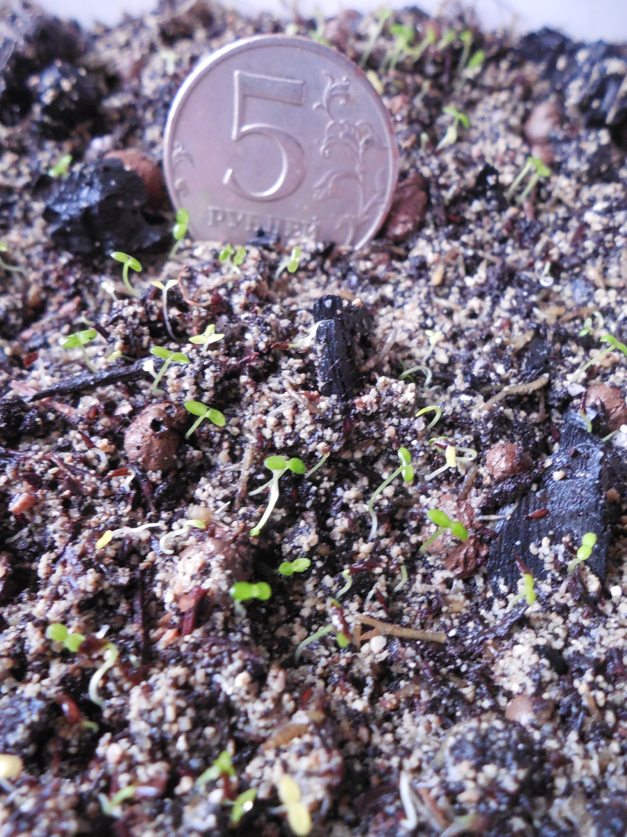 Сеянцы рододендрона