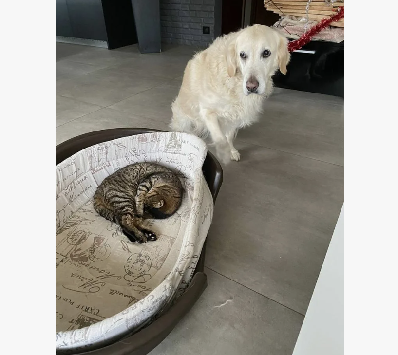 Кошка и собакин источник Pinterest