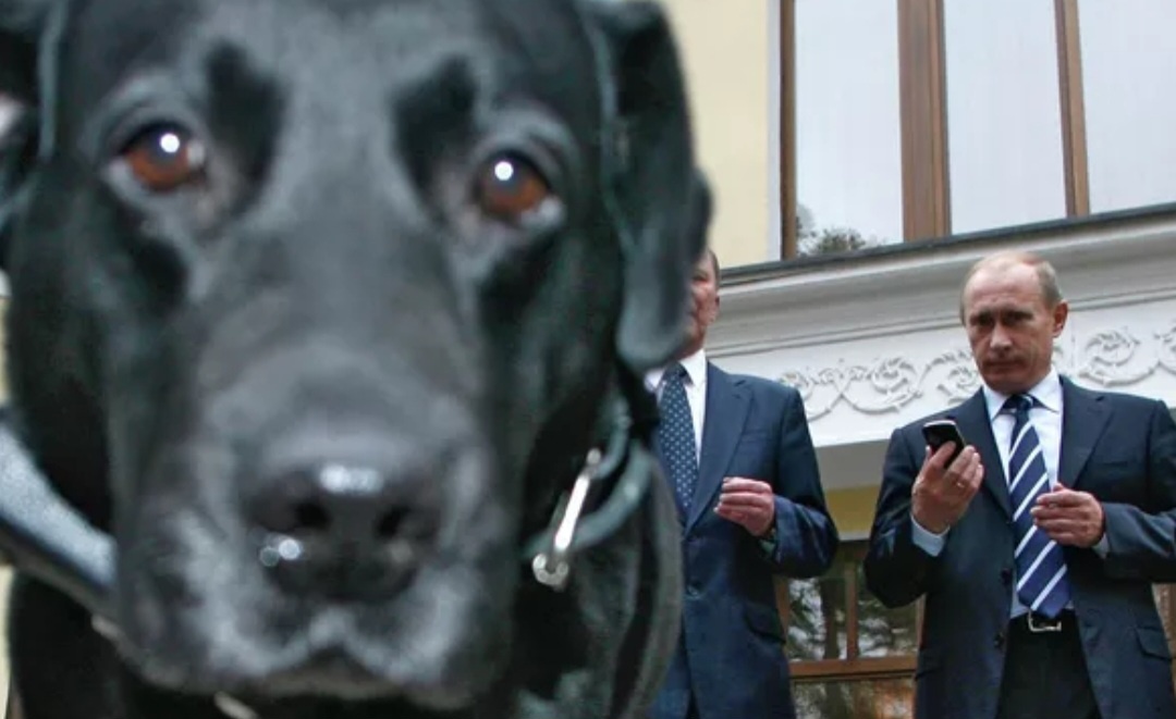 Собака Путина Конни. (Источник: ria.ru)