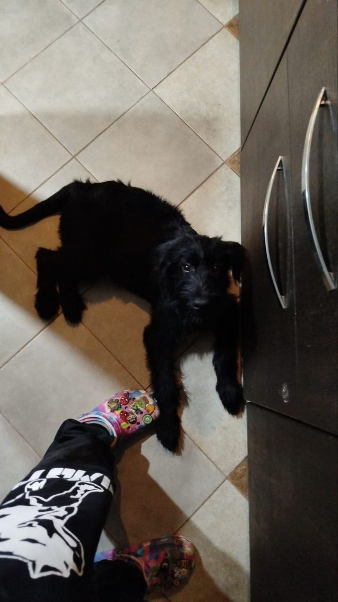 Щенок из коробки, теперь её зовут Ванесса и она счастлива у своих хозяев. Хозяева очень довольны прекрасным поведением девочки