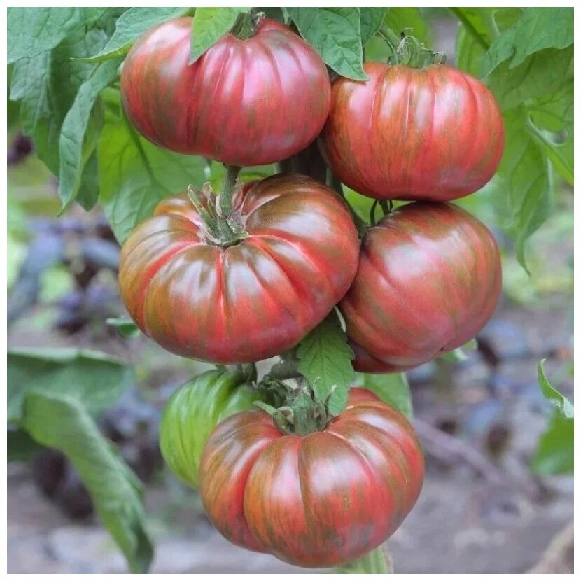 Сорт «Амурский тигр»