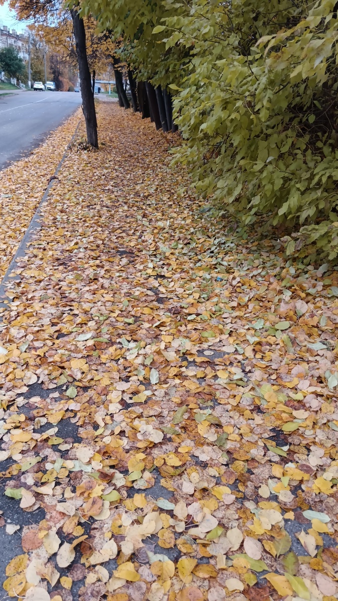 Золотая осень 🍁