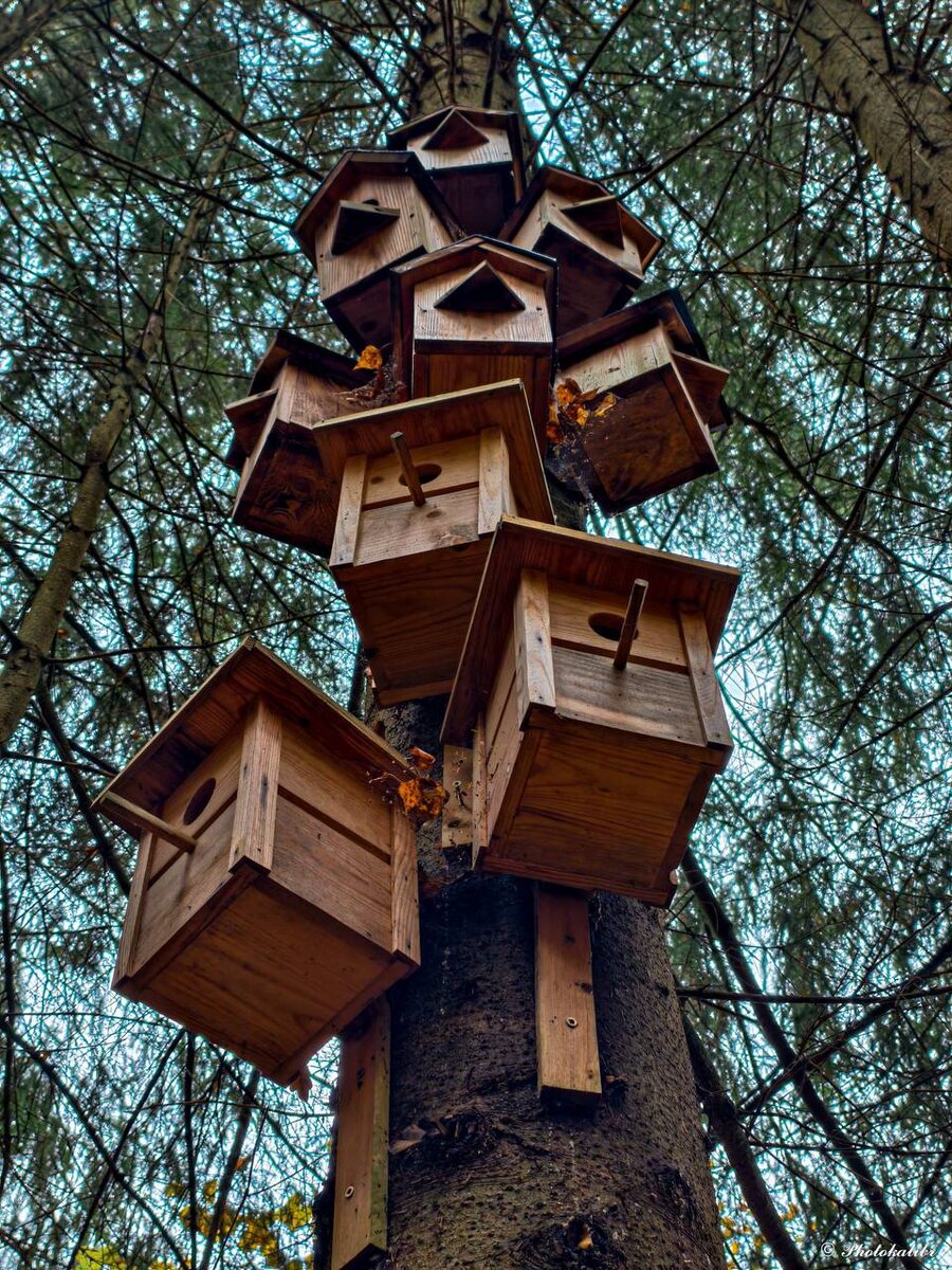 Заходишь в лес -- настоящая сказка! Птичий рай!