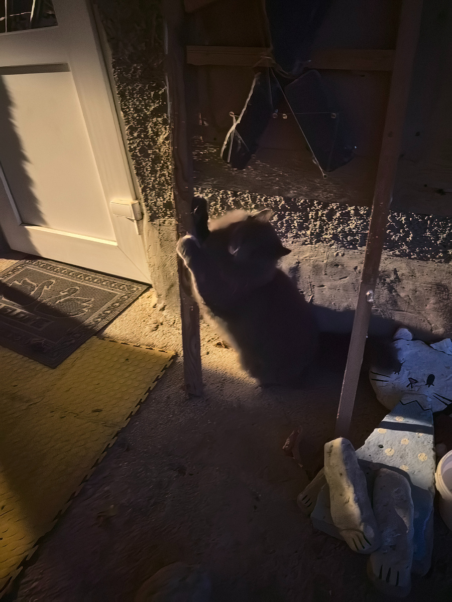 Заточка когтей - обязательная утренняя процедура