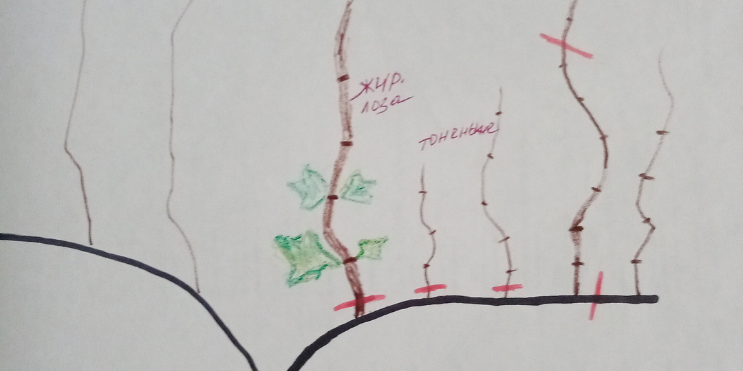 Обрезка лозы. В каком месте резать?