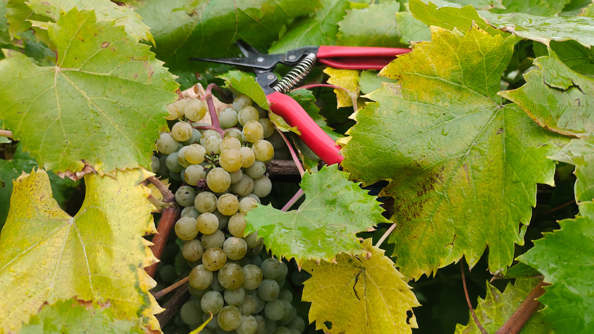 Гроздь Ла Креснт 