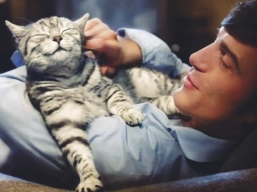 Как понять, что кошка любит вас не только потому, что вы ее кормите