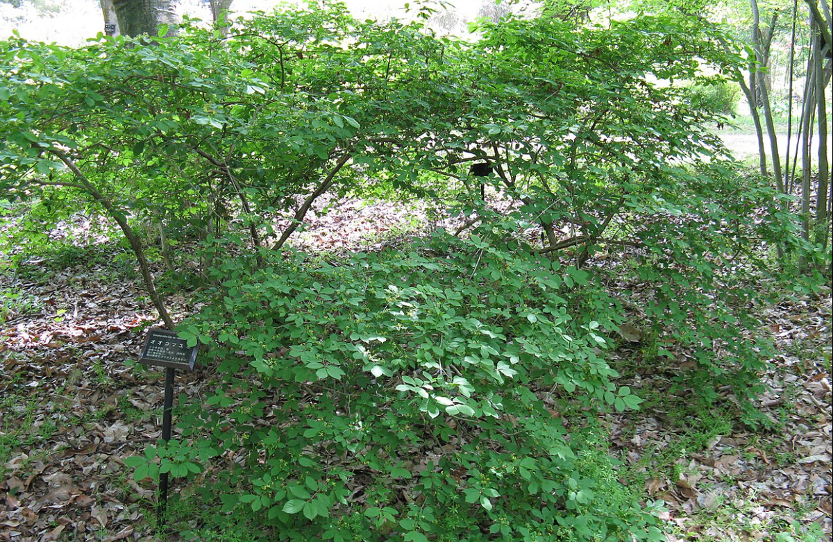 Euonymus alatus var. rotundatus в Японском ботаническом саду
