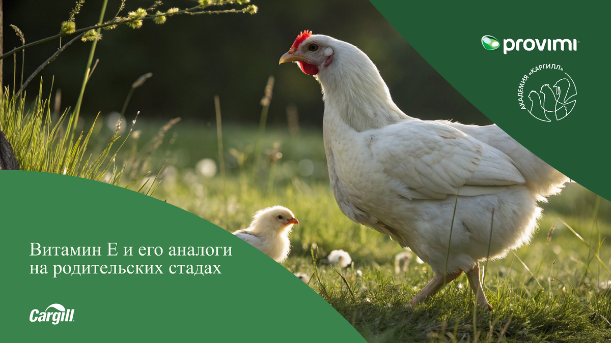 В. А. Афанасенко, технический специалист по птицеводству, ООО Провими (Cargill)