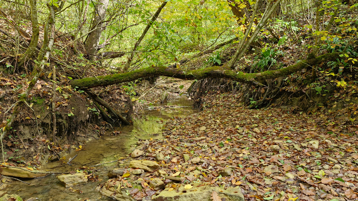 Русло реки Майкопка