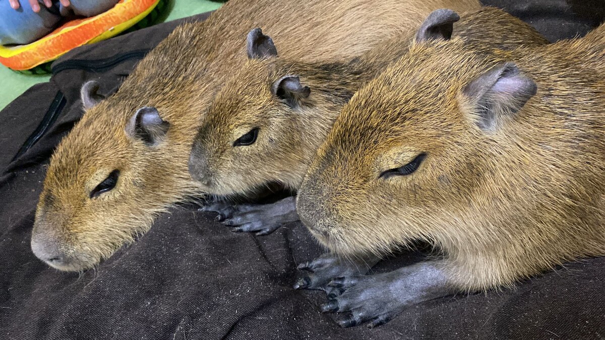 Фото автора. Вот такие капибары.