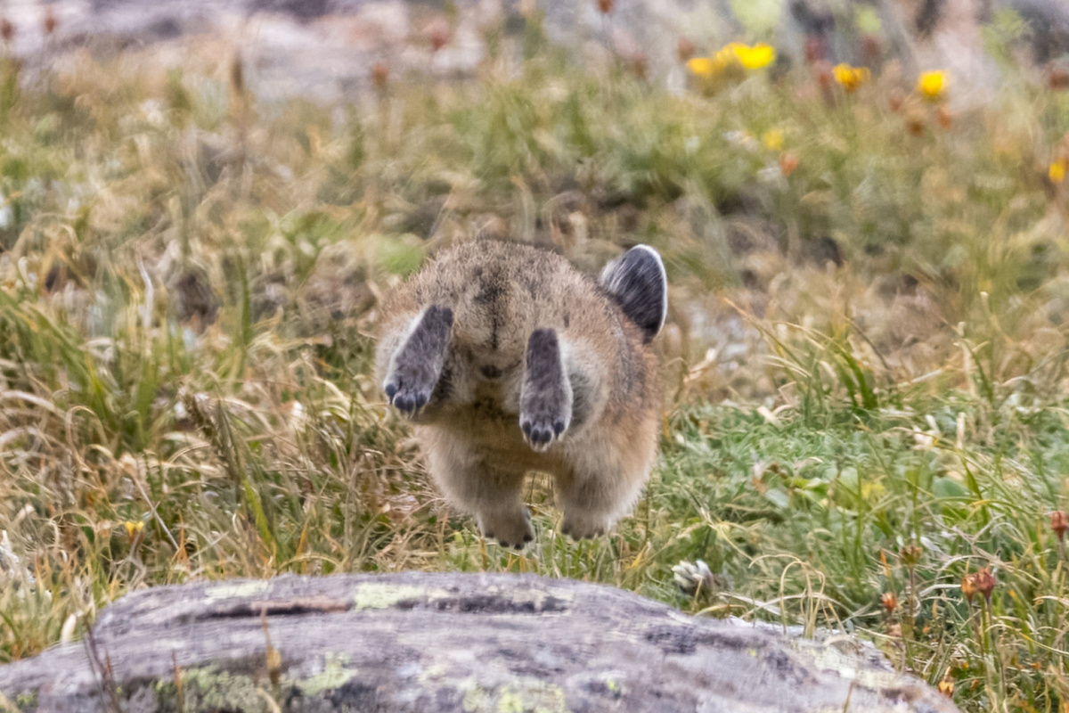 Внимание! Редкое фото стоп пищух :)