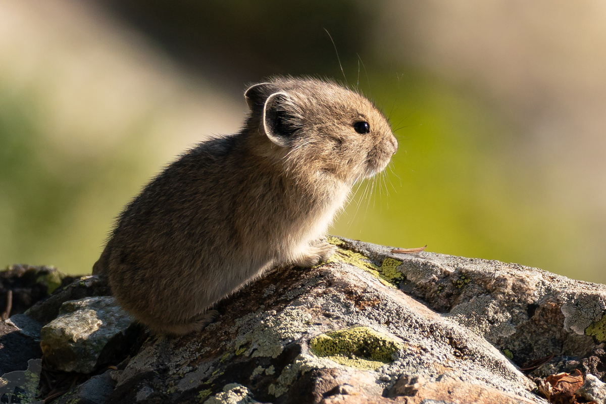 На этом снимке похожа на мышку