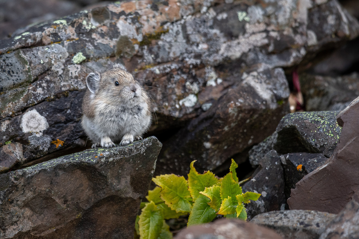 Пищуха, или сеноставка