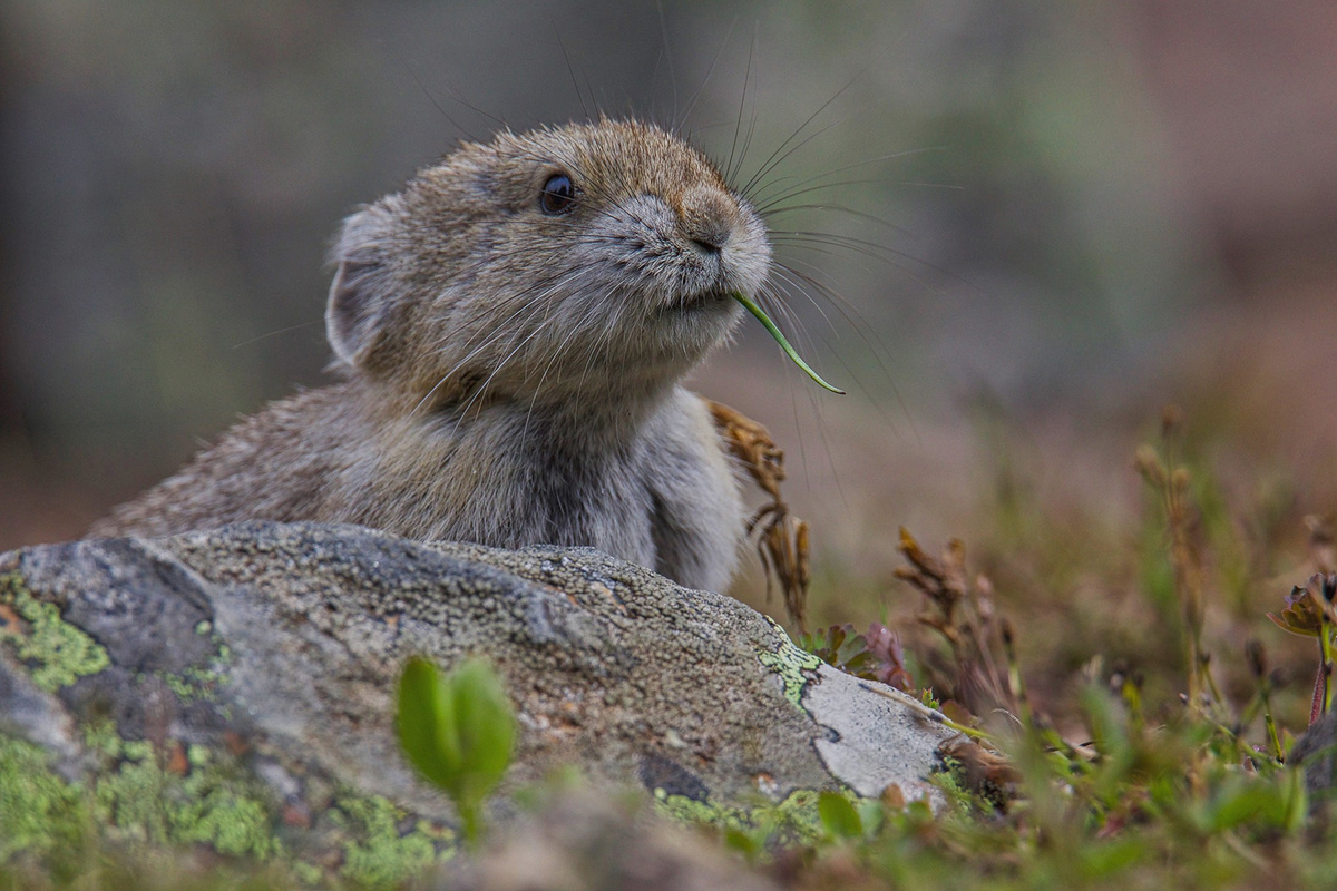 А на этом фото очень похожа на кролика :)