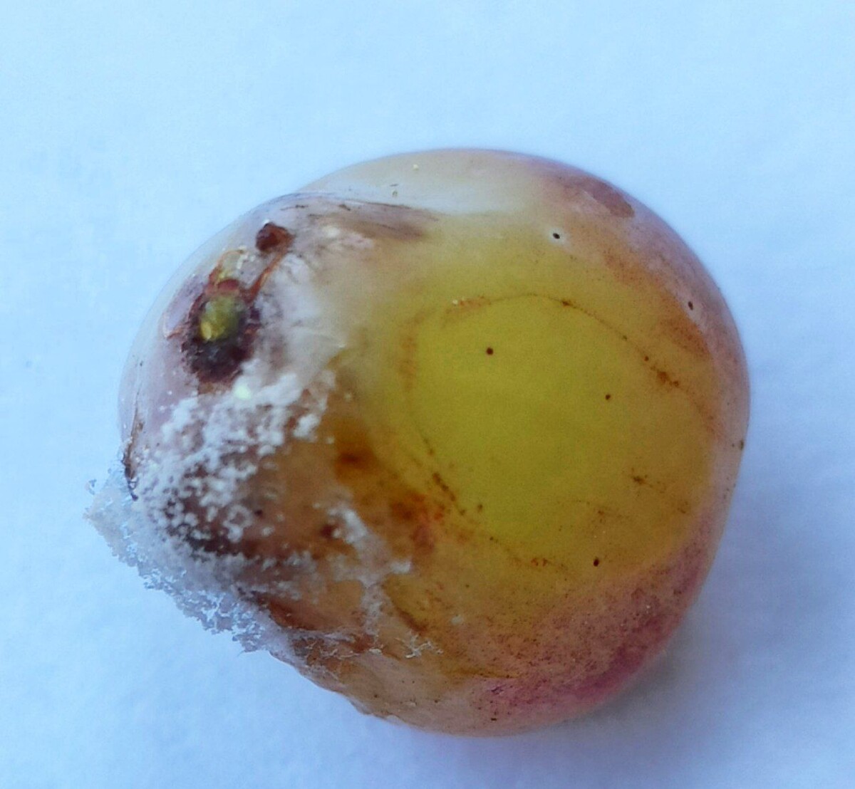 Botrytis cinerea на поверхности винограда