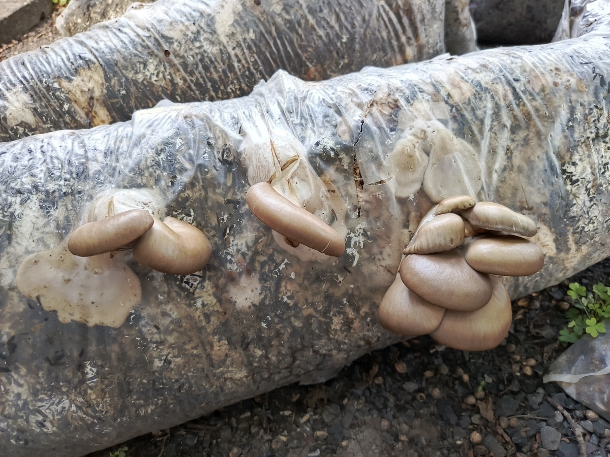 Вот так растут грибы вешенка.