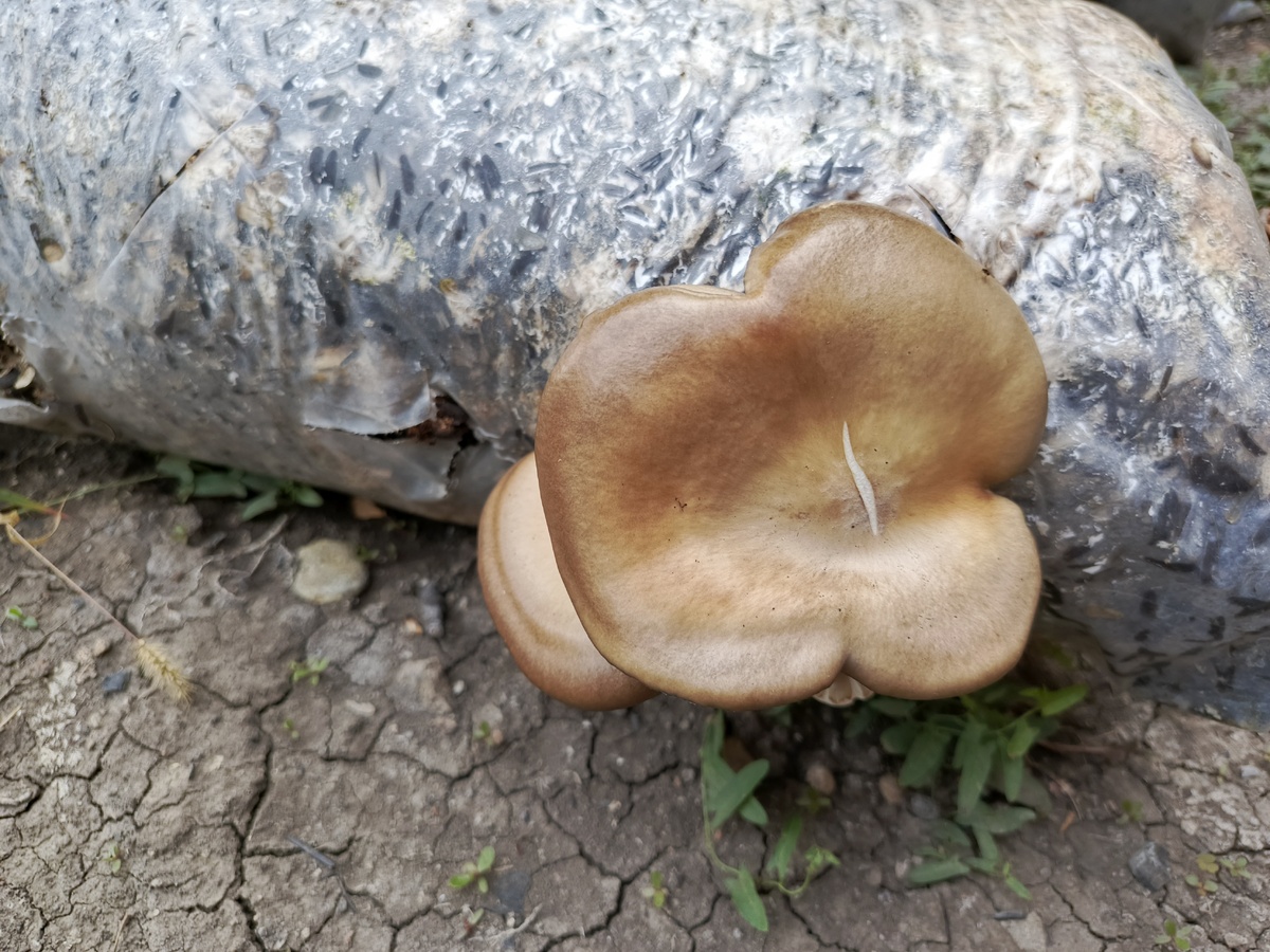 Вот так растут грибы вешенка.