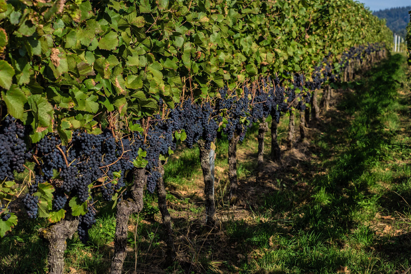 Фото: Bernd F. Oehmen / Global Look Press