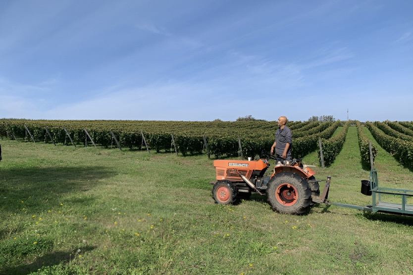      Виноградники в Йоити      
Фото: Wine Source Group