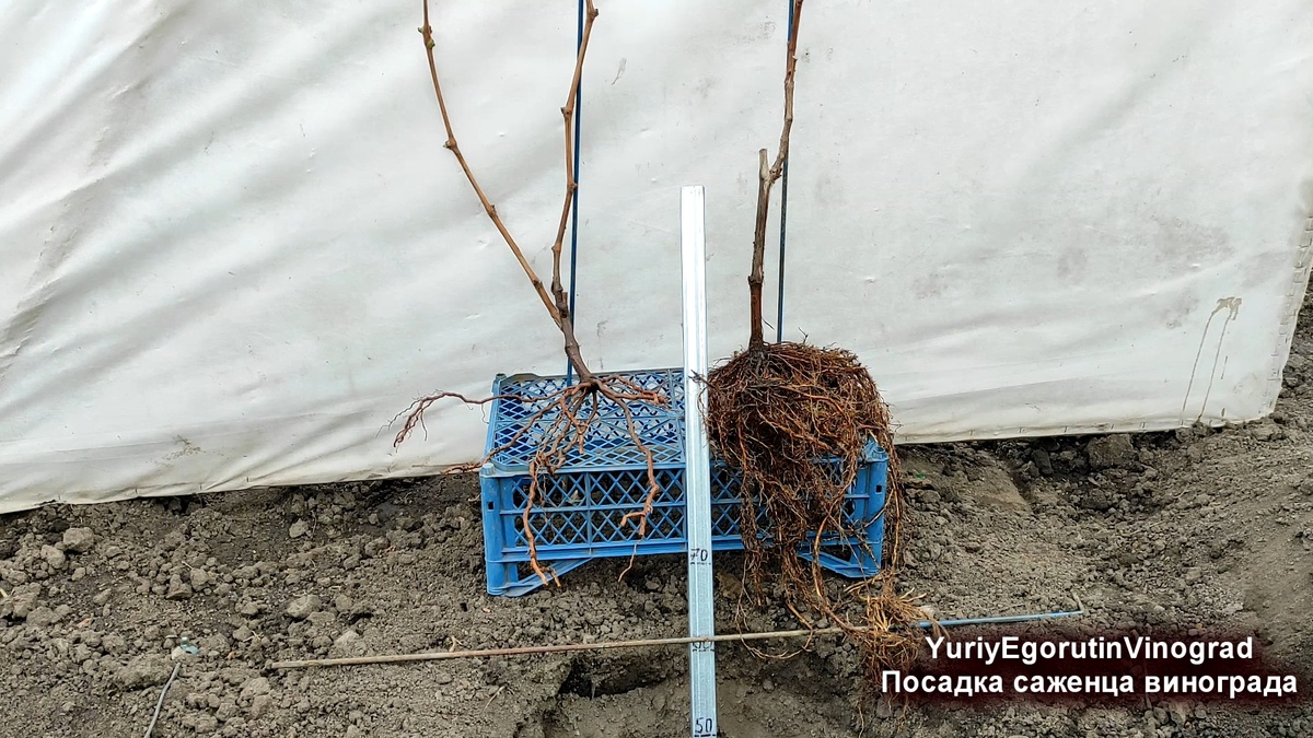 Саженцы с открытой корневой системой.