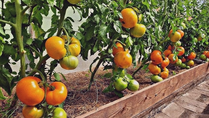 Проверенный временем сорт Санька