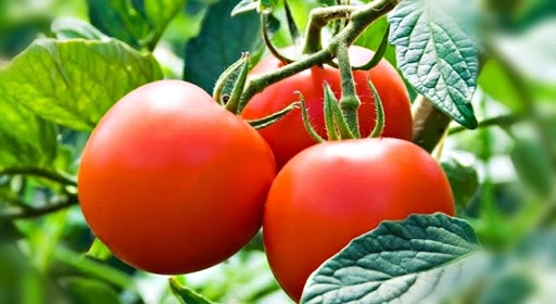 Надежный и выносливый сорт