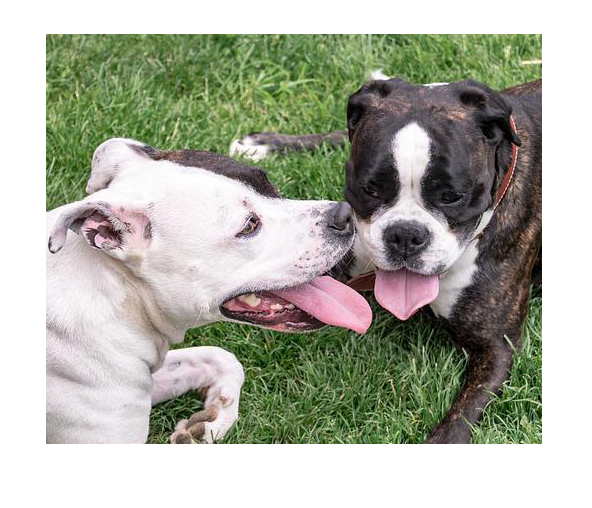 собаки некусаки