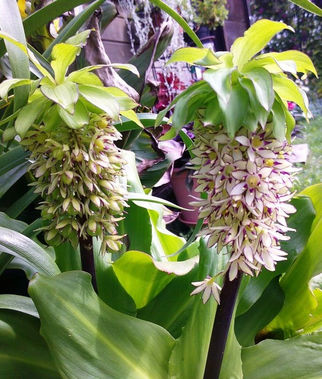 эукомис или эвкомис биколор.