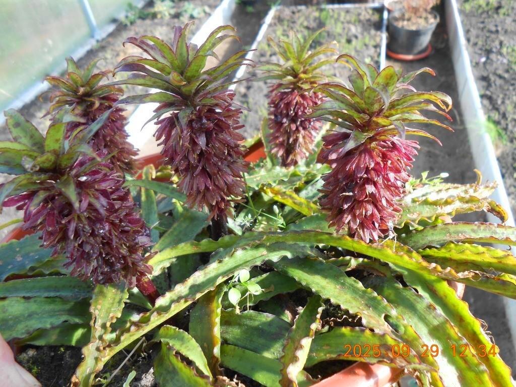 Эукомис вандермервей