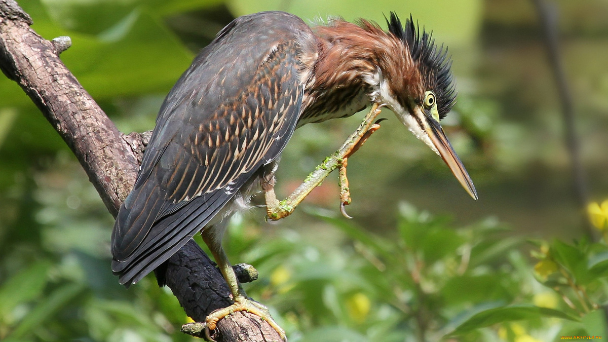 Фото с сайта: https://artfile.me/download/zhivotnye-capli--vypi-vyp-893434/1920x1080