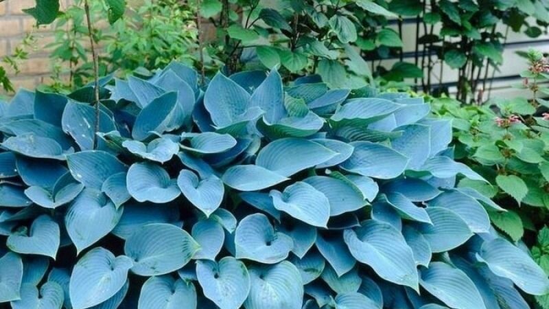 хоста 'Blue Angel'