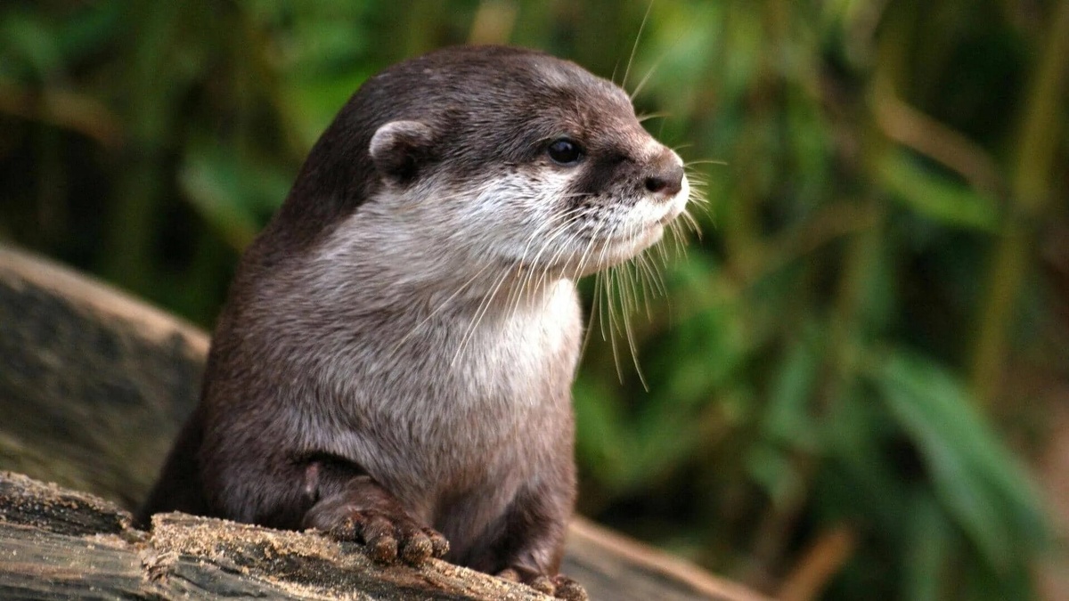Фото с сайта: https://bahasa.newsbytesapp.com/news/lifestyle/permainan-seluncur-berang-berang-penting-untuk-studi-perilaku-sosial/story