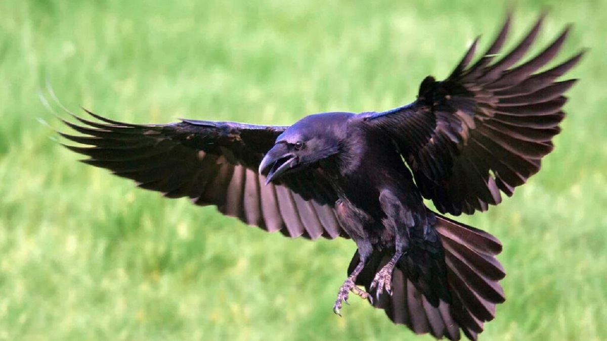 Фото с сайта: https://ornella.club/30939-voron-stervjatnik.html