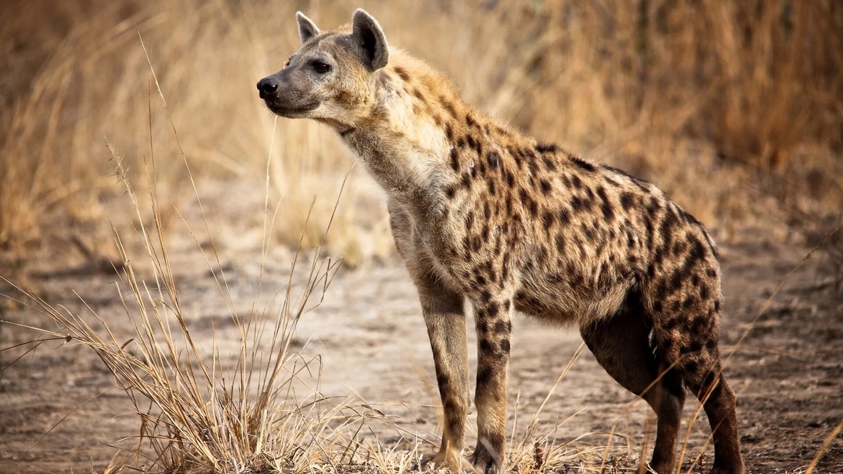 Фото с сайта: https://isafiri.com/accommodations/ASILI%20EXPLORER%20SAFARIS/offers-packages/1-day-tour-ngorongoro-crater