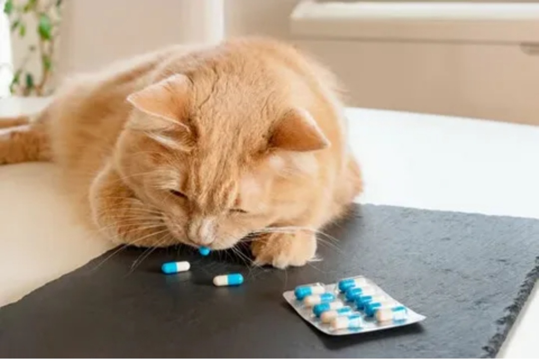 Фото из интернета