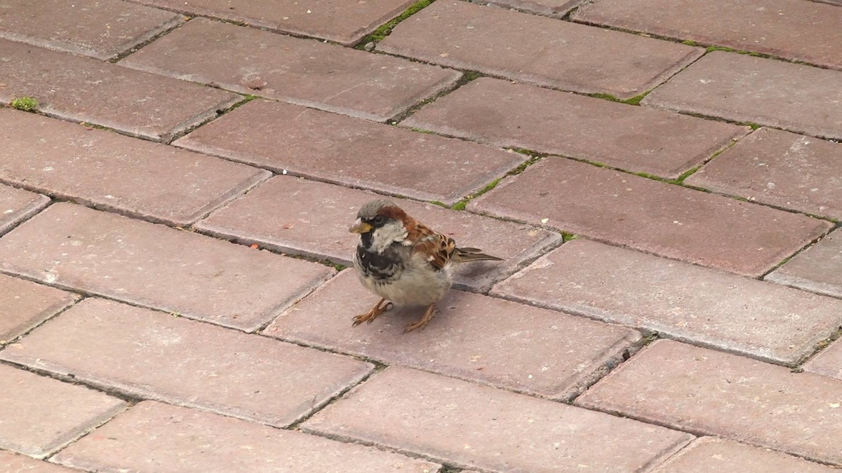 Фото с сайта: https://rutube.ru/video/a70a58bee2f8d232b26558e5b468907b/