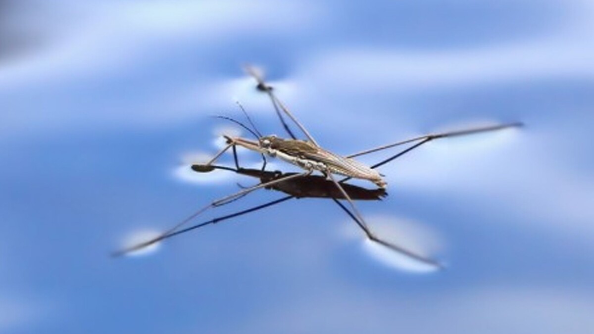 Фото с сайта: https://tr.pinterest.com/pin/62557882302668267/