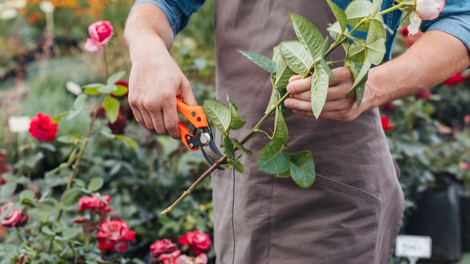 Вот что происходит, когда торопишься с обрезкой - розы идут в рост перед морозами