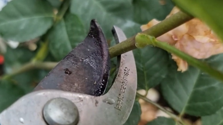 Результат обрезки в дождливую погоду - грибковые инфекции через срезы