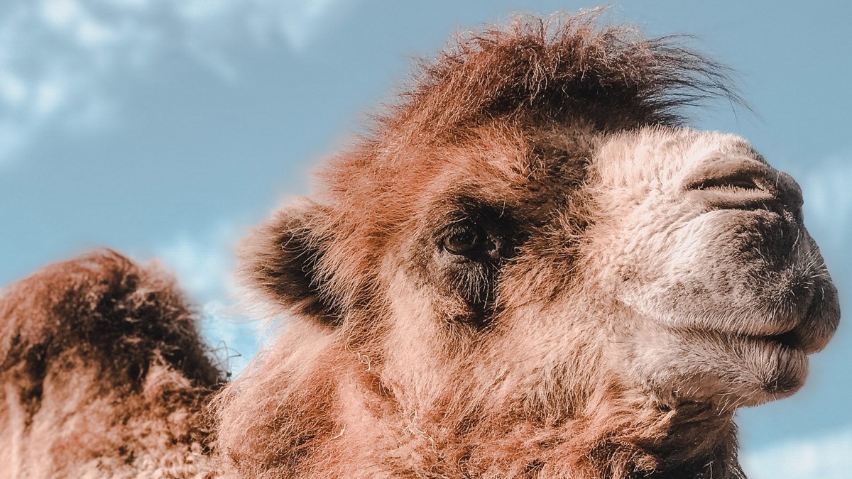 Фото с сайта: https://crl.com.ua/teve-hóban-k.html