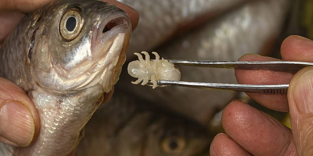 Оно прогрызает в плотве, сазане дыру и ест изнутри. Существо в рыбах наших рек, о котором мало знают. Что будет, если съесть ихтиоксенуса