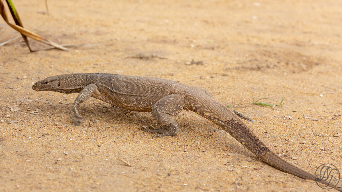 Фото с сайта: https://nickjohn.myportfolio.com/monitor-lizard