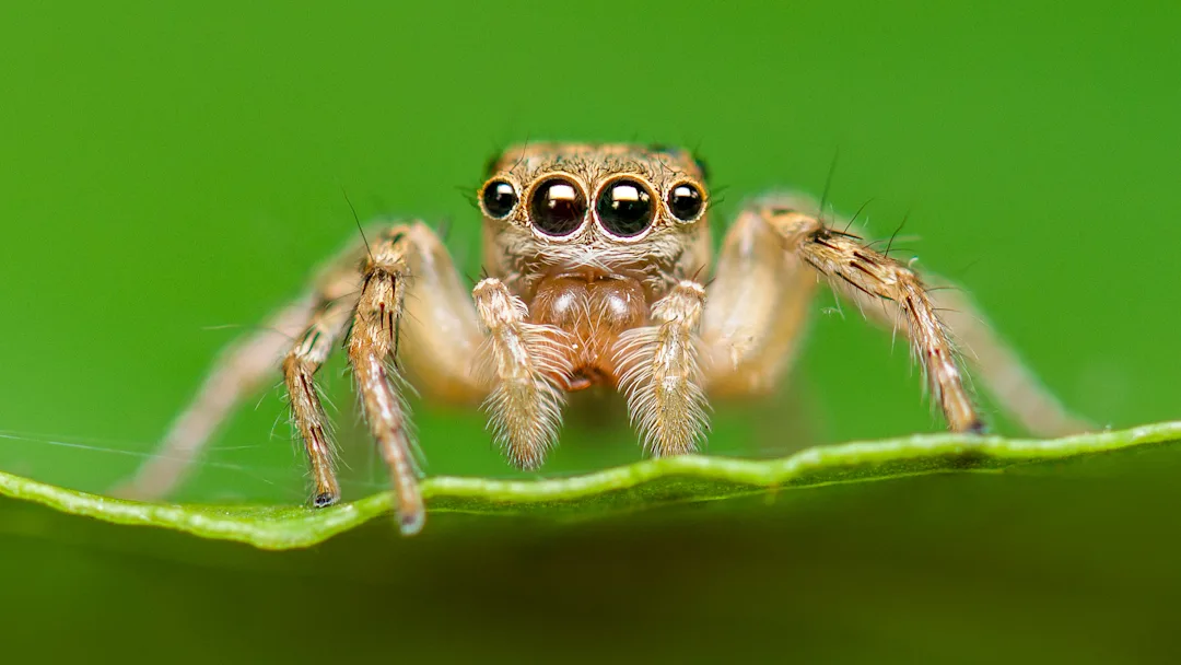 Этот паук всё ещё жив)