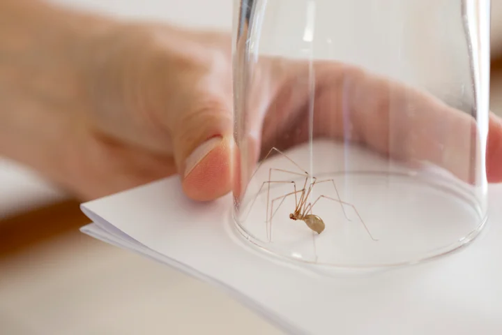 Вместо того, чтобы убивать пауков, вы можете просто вывести их на улицу. 