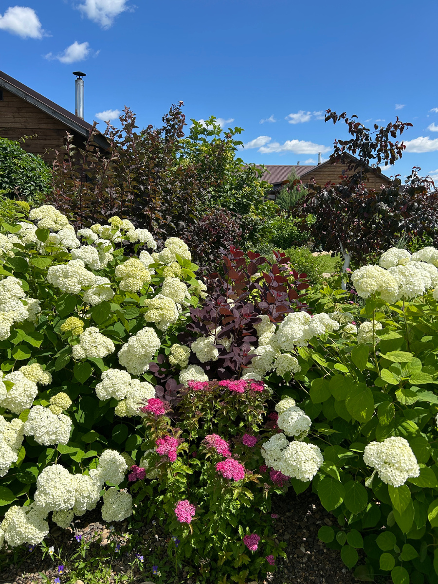 Гортензии Анабель в моем саду. Фото Мой второй сад. 