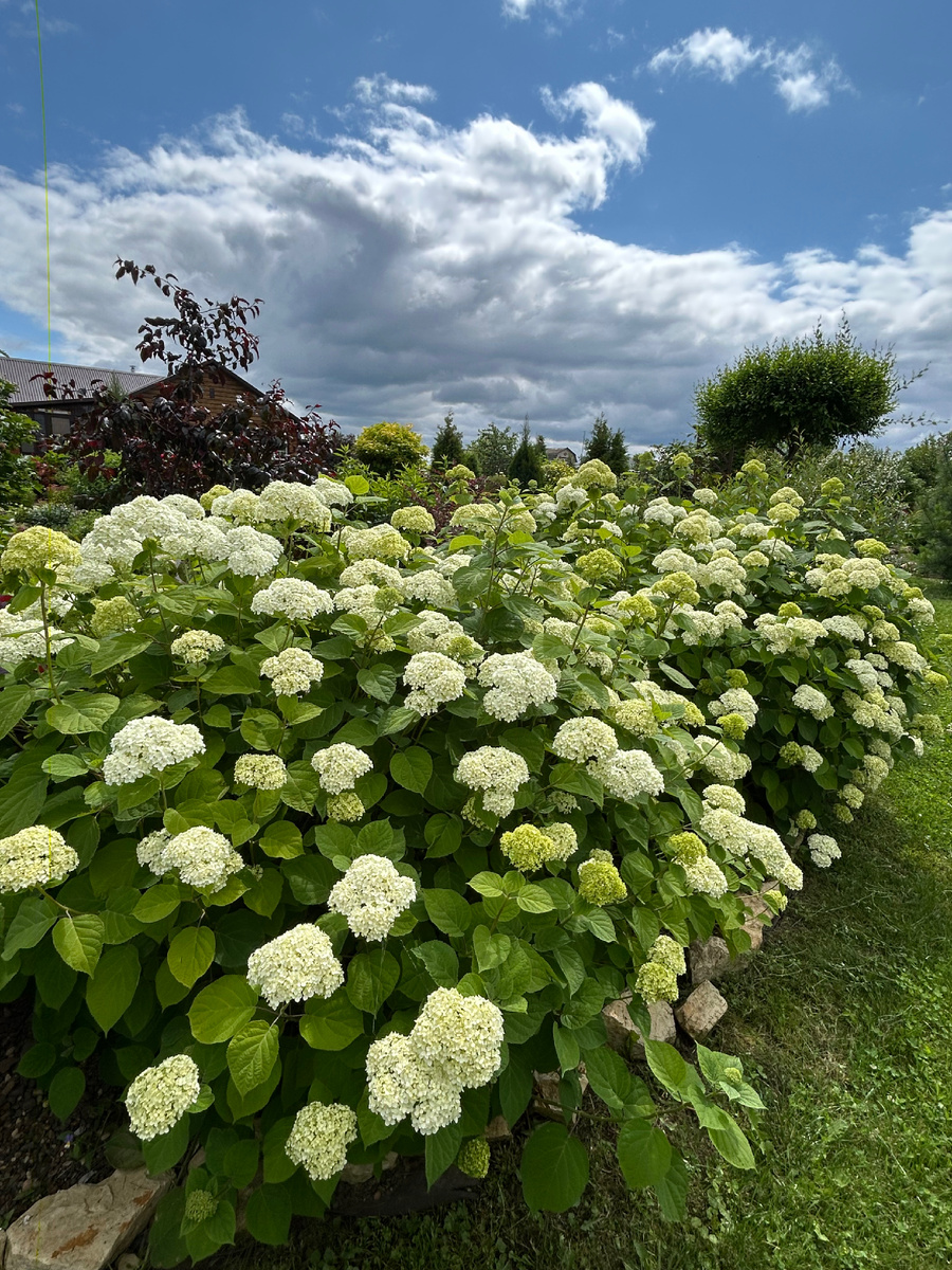 Рабатка из гортензий Анабель. Фото Мой второй сад. 